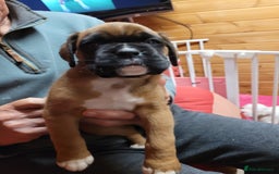 Boxer dogs for sale: KC Registered Boxer Puppies - Image 17