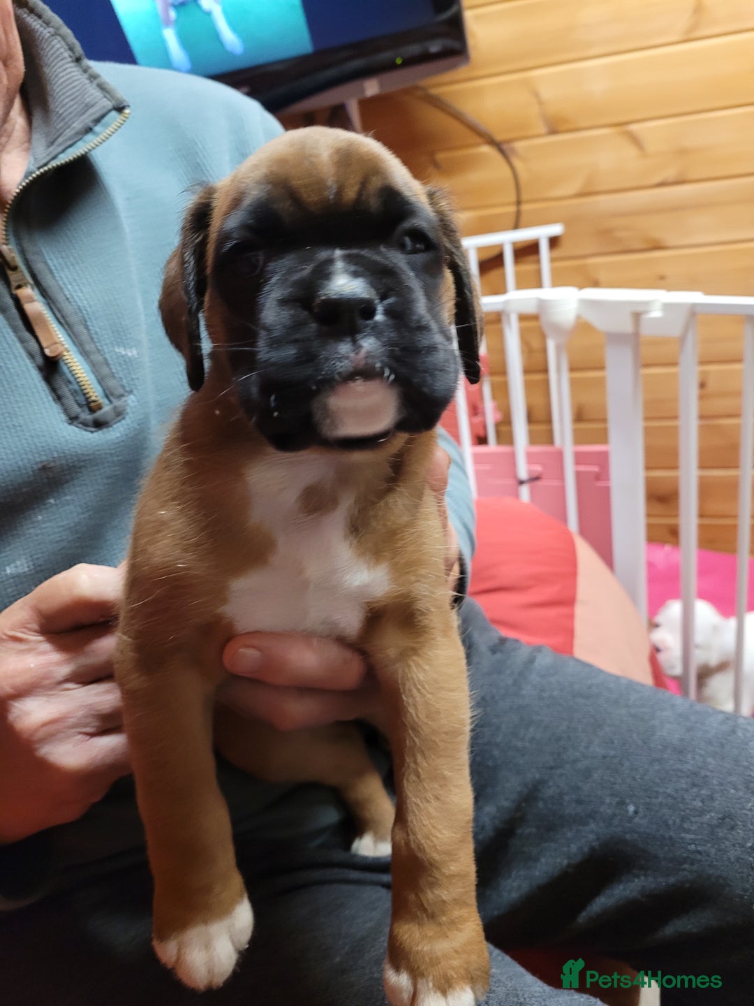 Boxer dogs for sale: KC Registered Boxer Puppies - Image 17