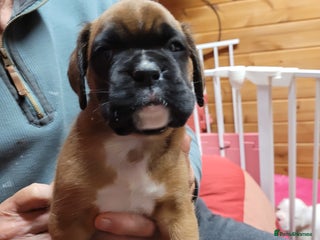 Boxer dogs - Advert 4