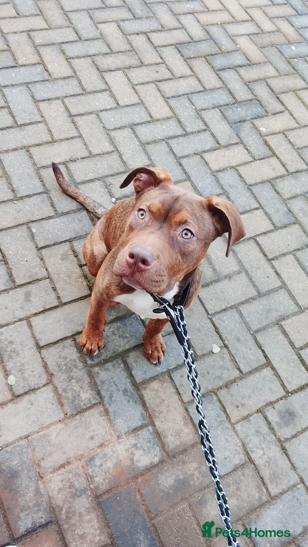 Mixed Breed dogs for sale: Whinnie  in Blackburn - Advert 2