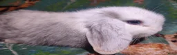 Mini Lop rabbits for sale: Baby Mini Lops - Advert 34