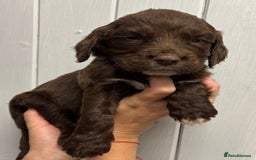 Sprocker dogs for sale: Beautiful Litter Of Sprocker Puppies   - Image 10