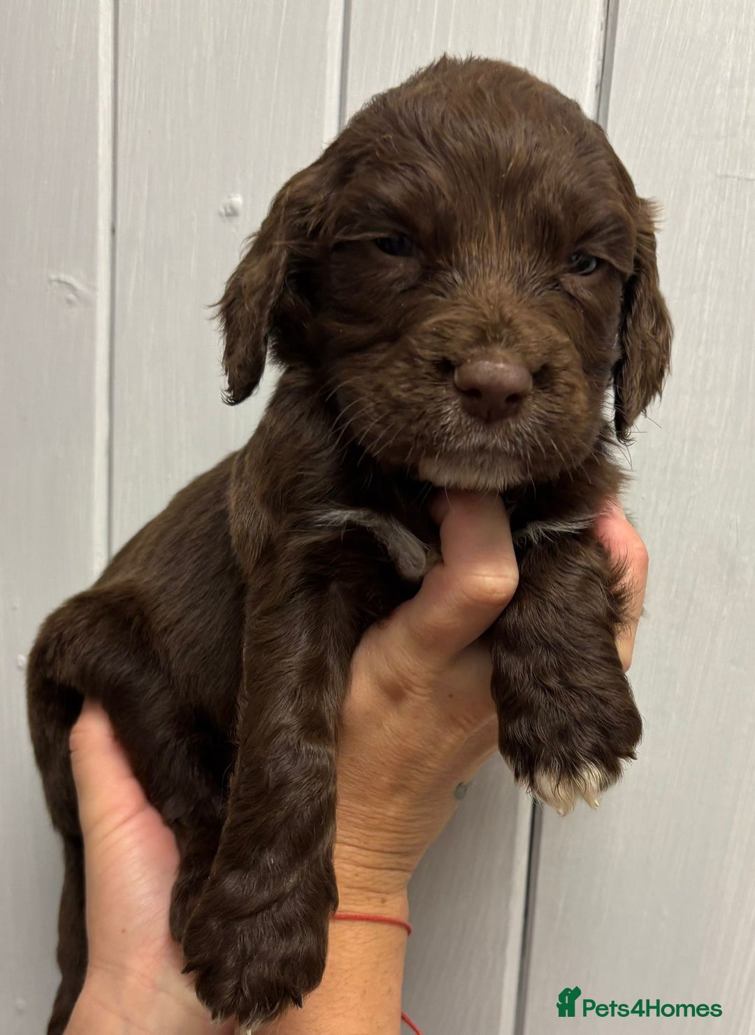 Sprocker dogs for sale: Beautiful Litter Of Sprocker Puppies   - Image 10