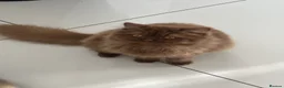 British Longhair cats for sale: Cinnamon British long hair girl 🧡🩷 - Advert 17