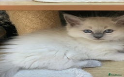 Ragdoll cats for sale: Ragdoll kittens  - Image 18