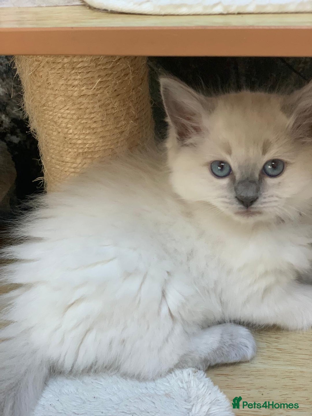 Ragdoll cats for sale: Ragdoll kittens  - Image 18