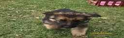 German Shepherd dogs for sale: 8 BIG German Shepherd Puppies  - Advert 12