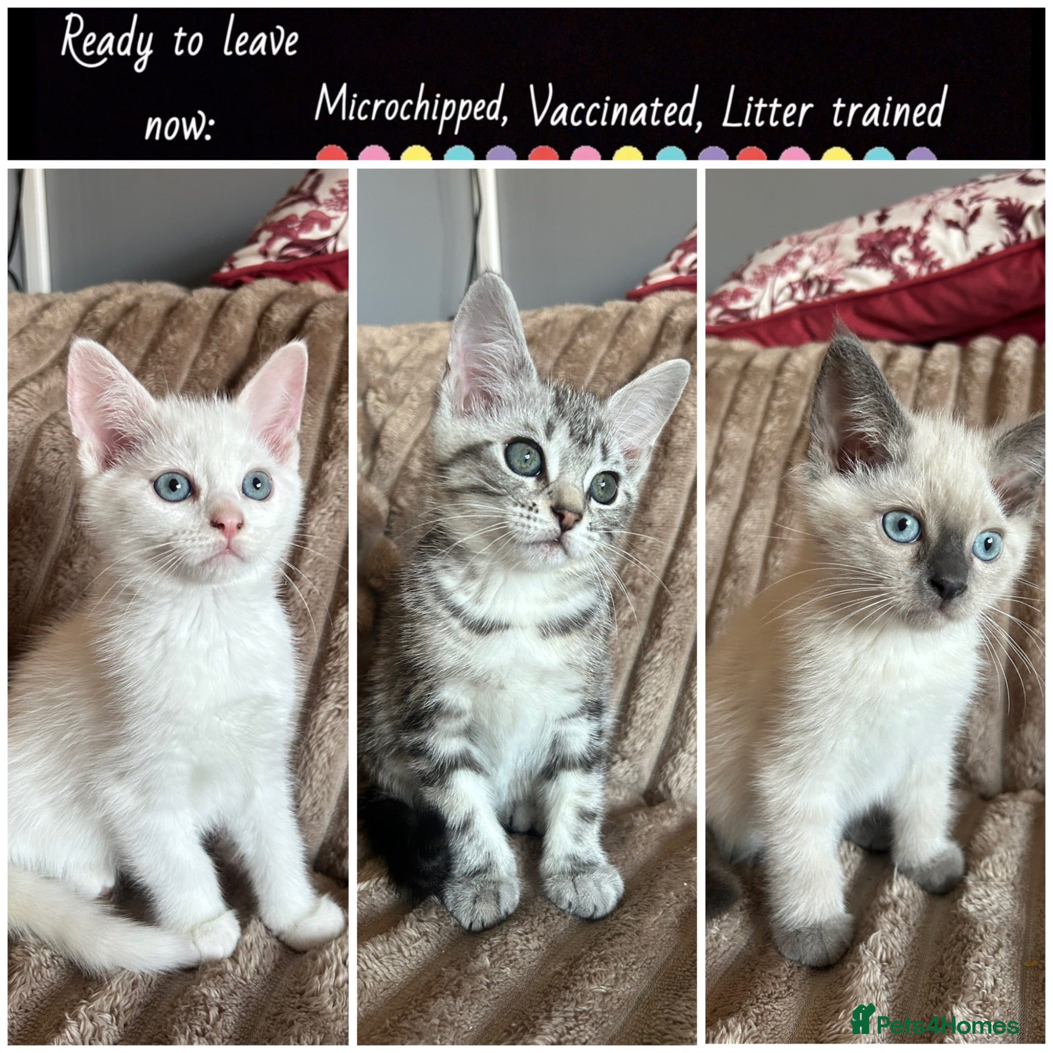 British Shorthair cats NORWEGIAN FOREST KITTENS  - Advert 3
