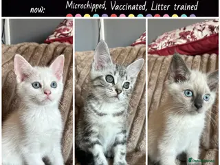 British Shorthair cats NORWEGIAN FOREST KITTENS - Advert 2
