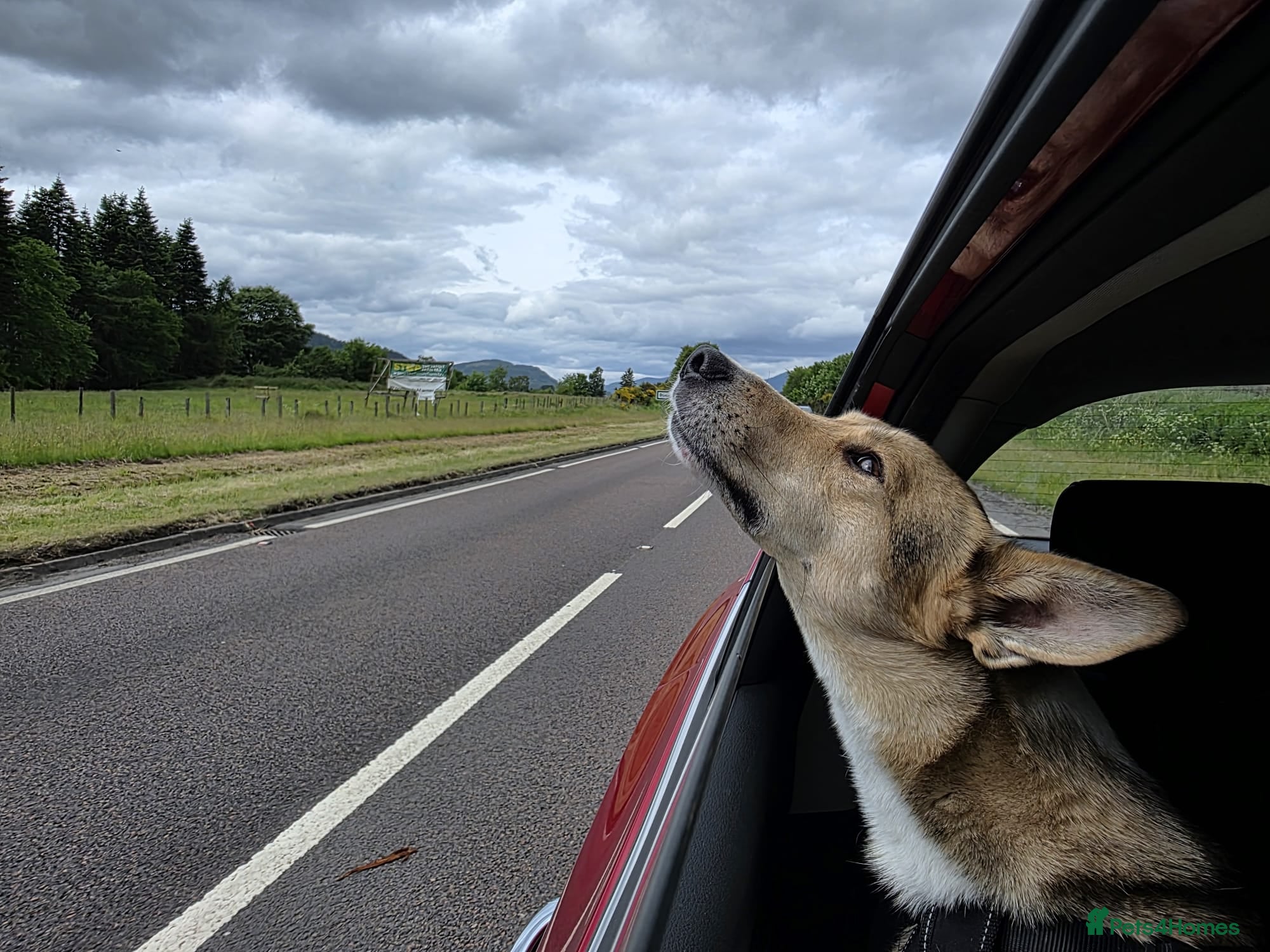 Mixed Breed dogs for adoption: Meet Greisho – the cuddly adventure‑lover in Auchterarder - Advert 2