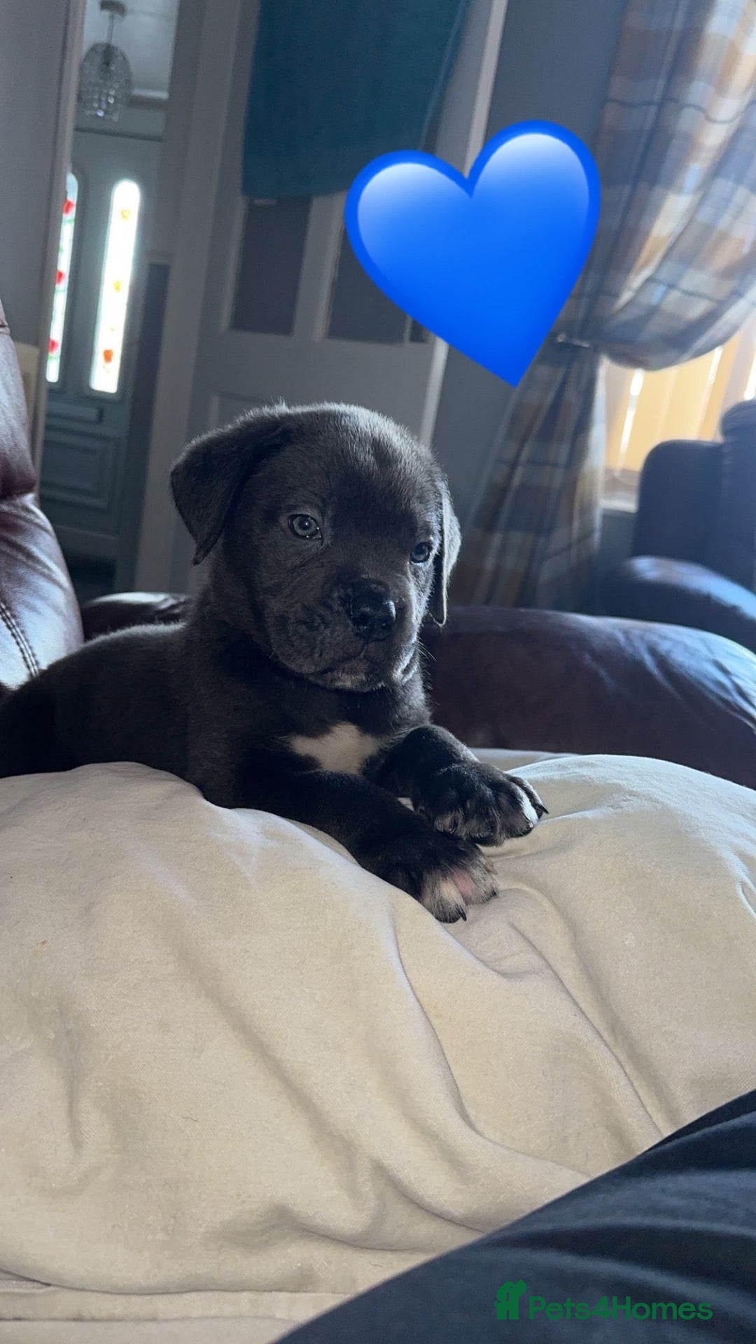 Cane Corso dogs Cane Corso puppies  - Advert 2