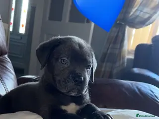 Cane Corso dogs Cane Corso puppies - Advert 1