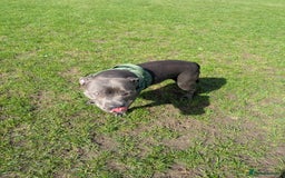 Staffordshire Bull Terrier dogs for sale: Blue female staff for sale  - Image 28