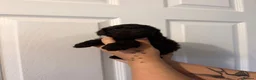 Cockapoo dogs for sale: Cockapoo F2b puppies  in Tarporley - Advert 5
