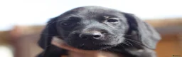Labrador Retriever dogs for sale: KC Labrador Pups now ready to leave  - Advert 14