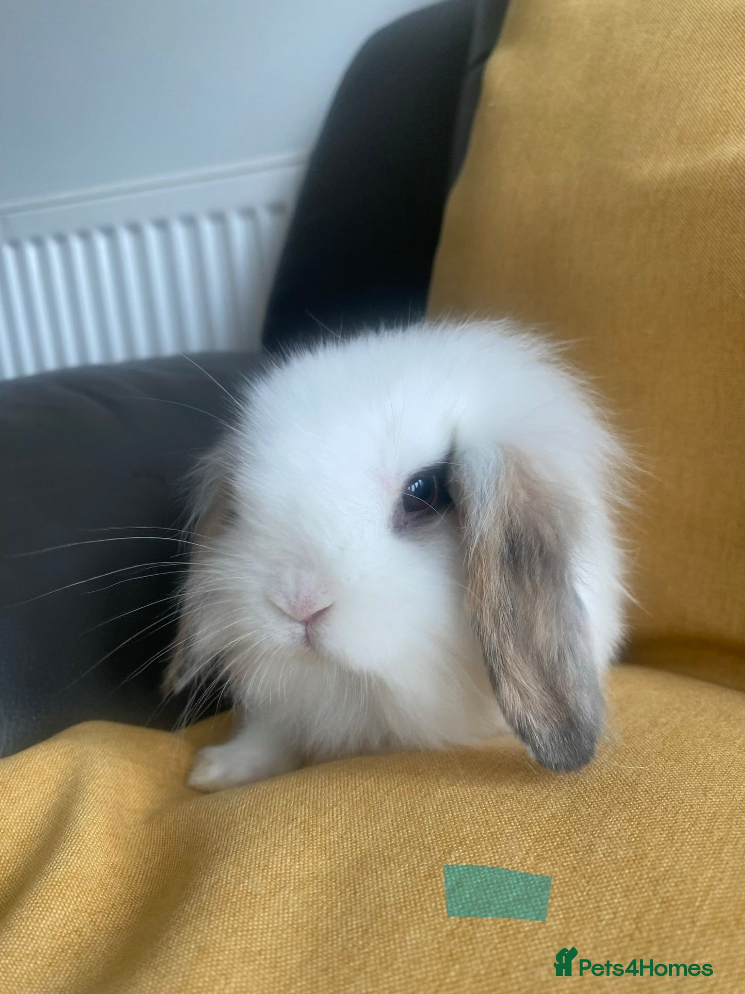 Mini Lop rabbits Mini Lops and Mini Lion Lops.Ready 2nd August - Advert 21