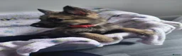 German Shepherd dogs for sale: Longhair German shepherd puppies  - Advert 6