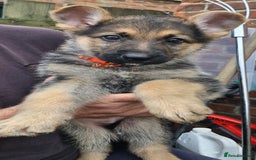 German Shepherd dogs for sale: KC German Shepherd pups LAST 2 BOYS! - Image 30