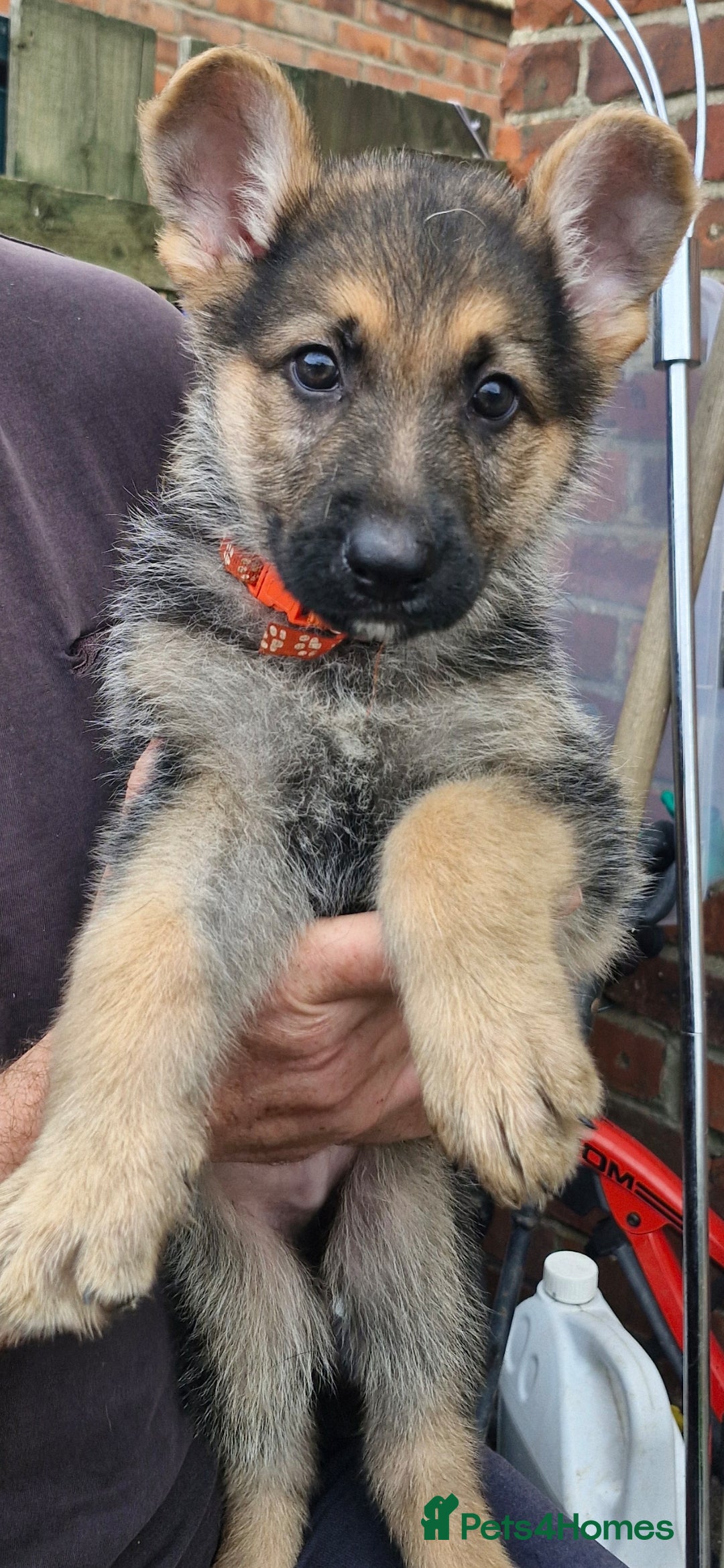 German Shepherd dogs for sale: KC German Shepherd pups LAST 2 BOYS! - Image 30