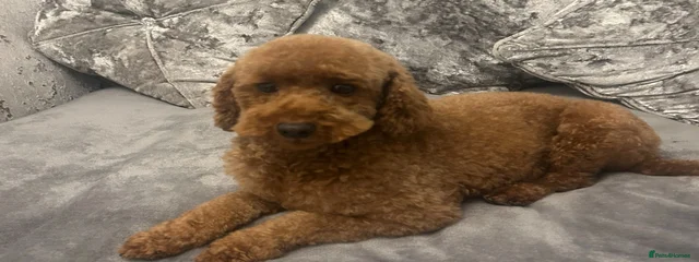 Lola