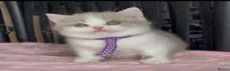 British Shorthair cats for sale: Beautiful BSH Champion line Kittens  - Advert 29