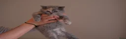 Scottish Fold cats for sale: Stunning Scottish Fold & Straight Kittens! 🐾 - Advert 4