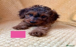 Cockapoo dogs for sale: Beautiful Cockapoo puppies  - Image 5