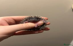 Pygmy Hedgehog rodents for sale: 3x male hoglets  - Image 5