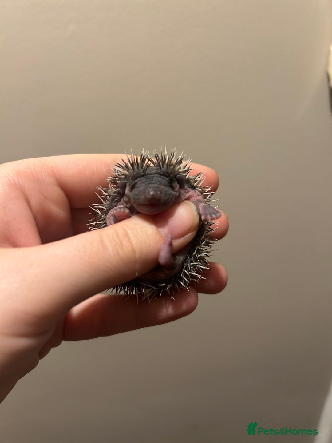 Pygmy Hedgehog rodents for sale: 3x male hoglets  - Image 5