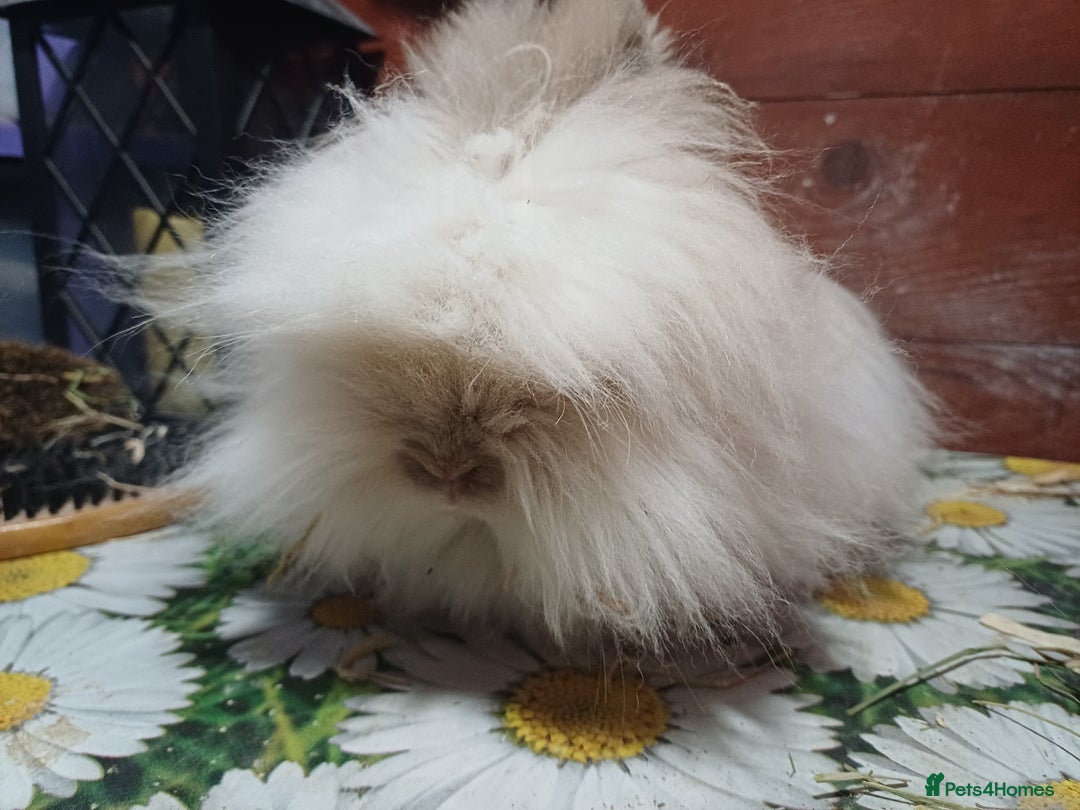 Lionhead rabbits for sale: Lionhead does - Advert 5