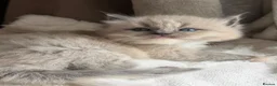 Ragdoll cats for sale: Mink/Sepia TICA Cherubim’s  - Advert 4