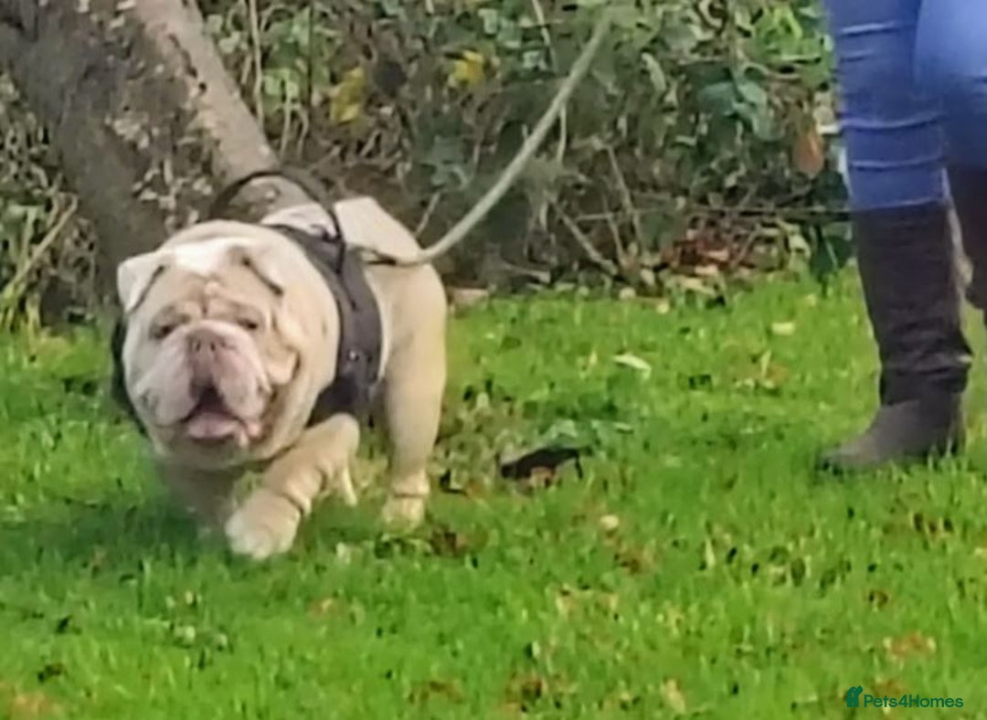 English Bulldog dogs for sale: English Bulldog – Male – 16 Months Old - Advert 1