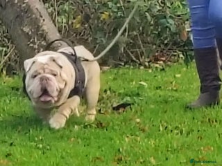 English Bulldog dogs English Bulldog – Male – 16 Months Old - Advert 17