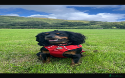 Cocker Spaniel dogs for sale: KC registered working cocker spaniels ready 23/11 - Image 19