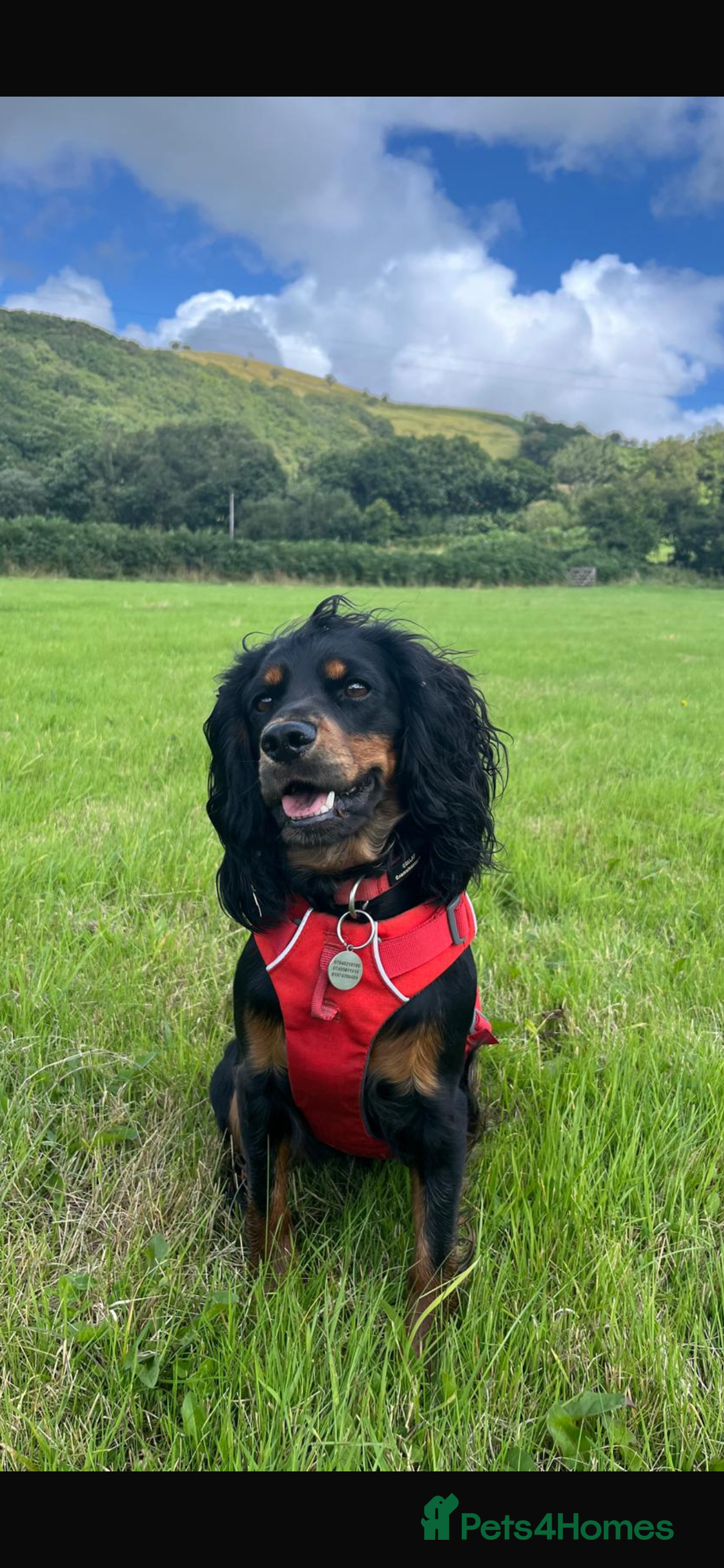 Cocker Spaniel dogs for sale: KC registered working cocker spaniels ready 23/11 - Image 19