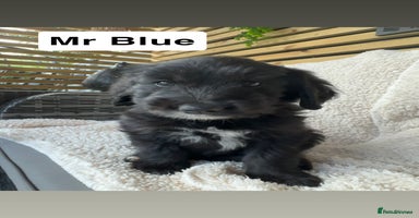 Mixed Breed dogs - Advert 10