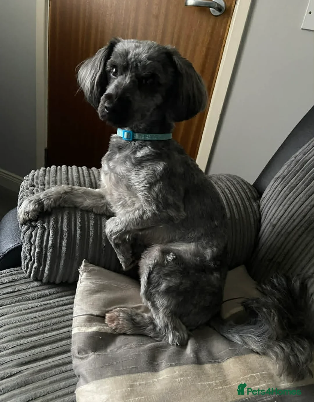 Yorkiepoo dogs for sale: 5 Yr Old Male Yorkiepoo Seeking Forever Home  - Advert 8