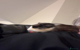 Guinea Pig rodents for sale: Male Guinea Pig needs a new home - Image 6