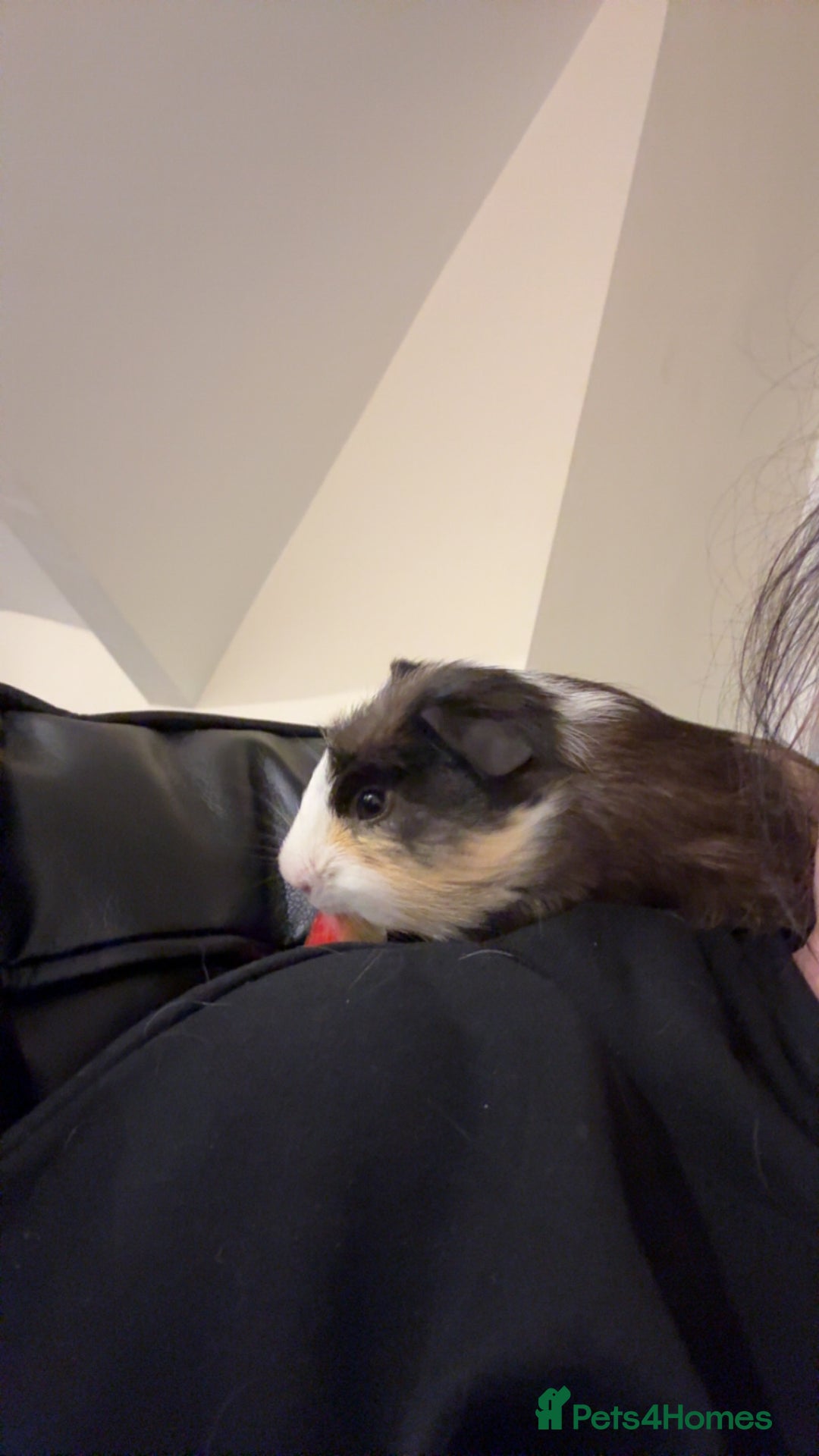 Guinea Pig rodents for sale: Male Guinea Pig needs a new home - Image 6