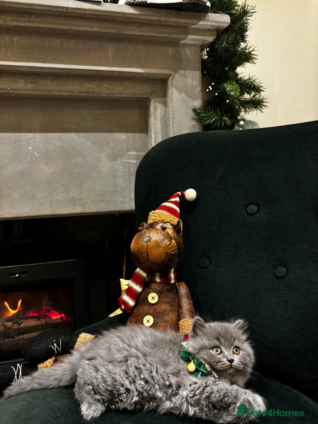 British Shorthair cats for sale: British Shorthair Kittens - Advert 32