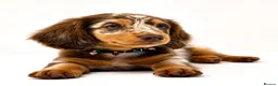 Miniature Dachshund dogs for sale: Longhaired miniature dachshund girl - Advert 5