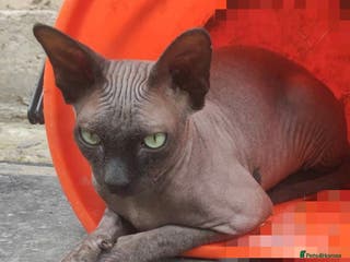 Sphynx cats Cat sphinx for stud - Advert 5