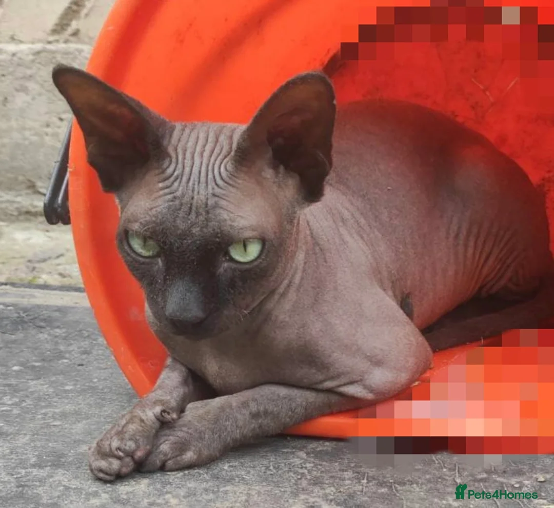 Sphynx cats for stud: Cat sphinx for stud - Advert 1