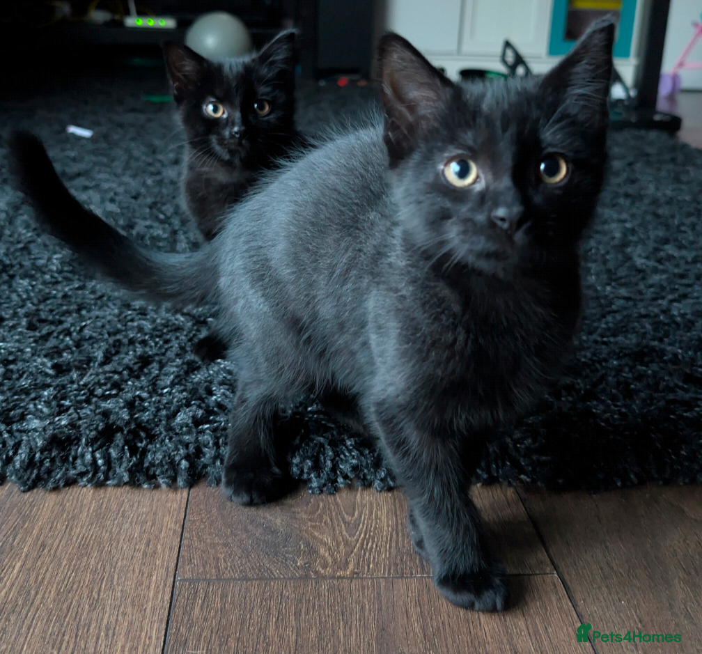 Mixed Breed cats British longhair X mixed breed  - Advert 4