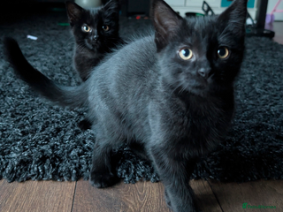 Mixed Breed cats British longhair X mixed breed - Advert 1