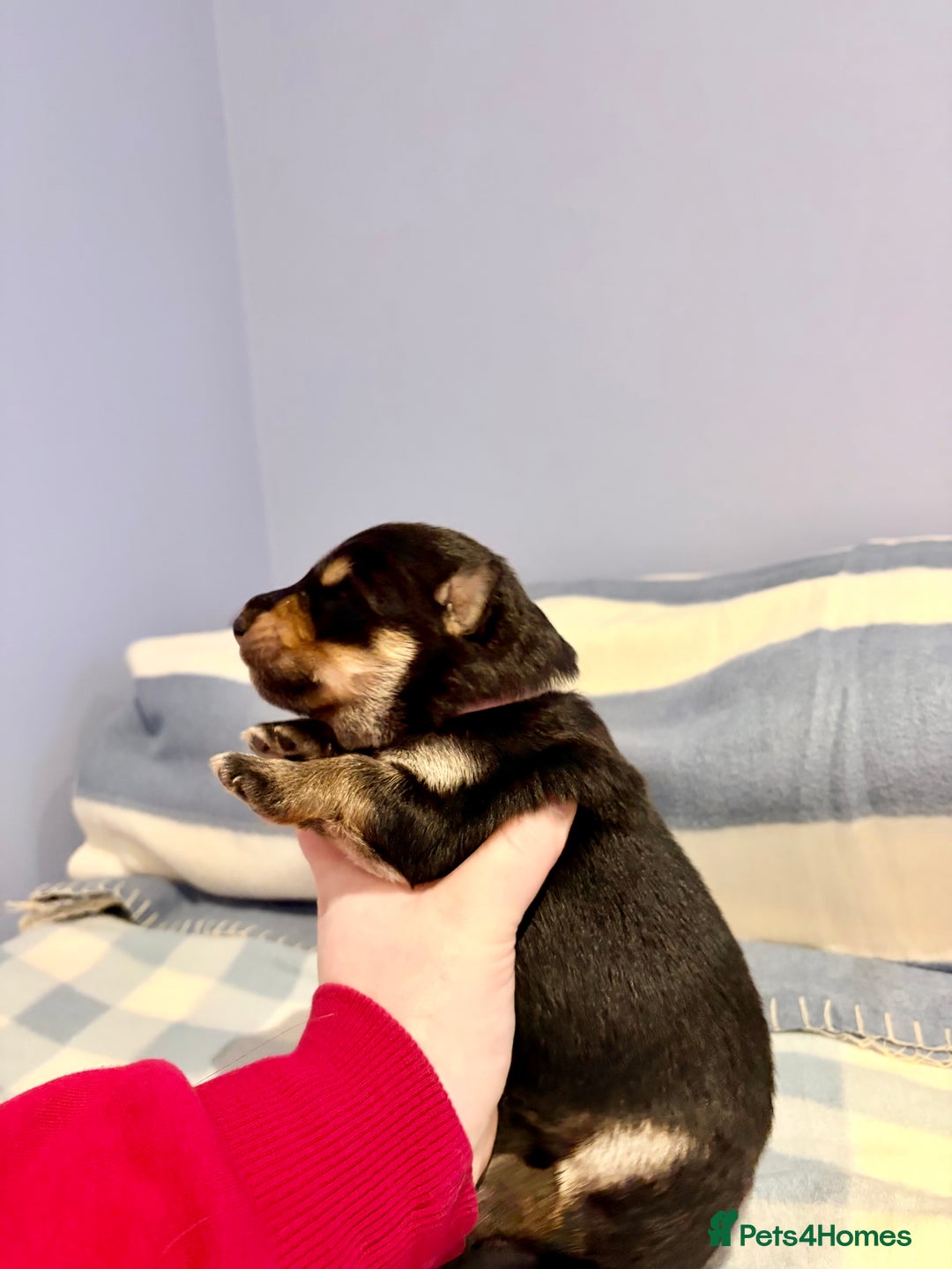 German Shepherd dogs for sale: 🐶 Beautiful KC Registered Puppies Available 🐶 - Advert 15