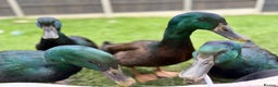 Ducks poultry for sale: Cayuga Ducks Male x 4  - Advert 6