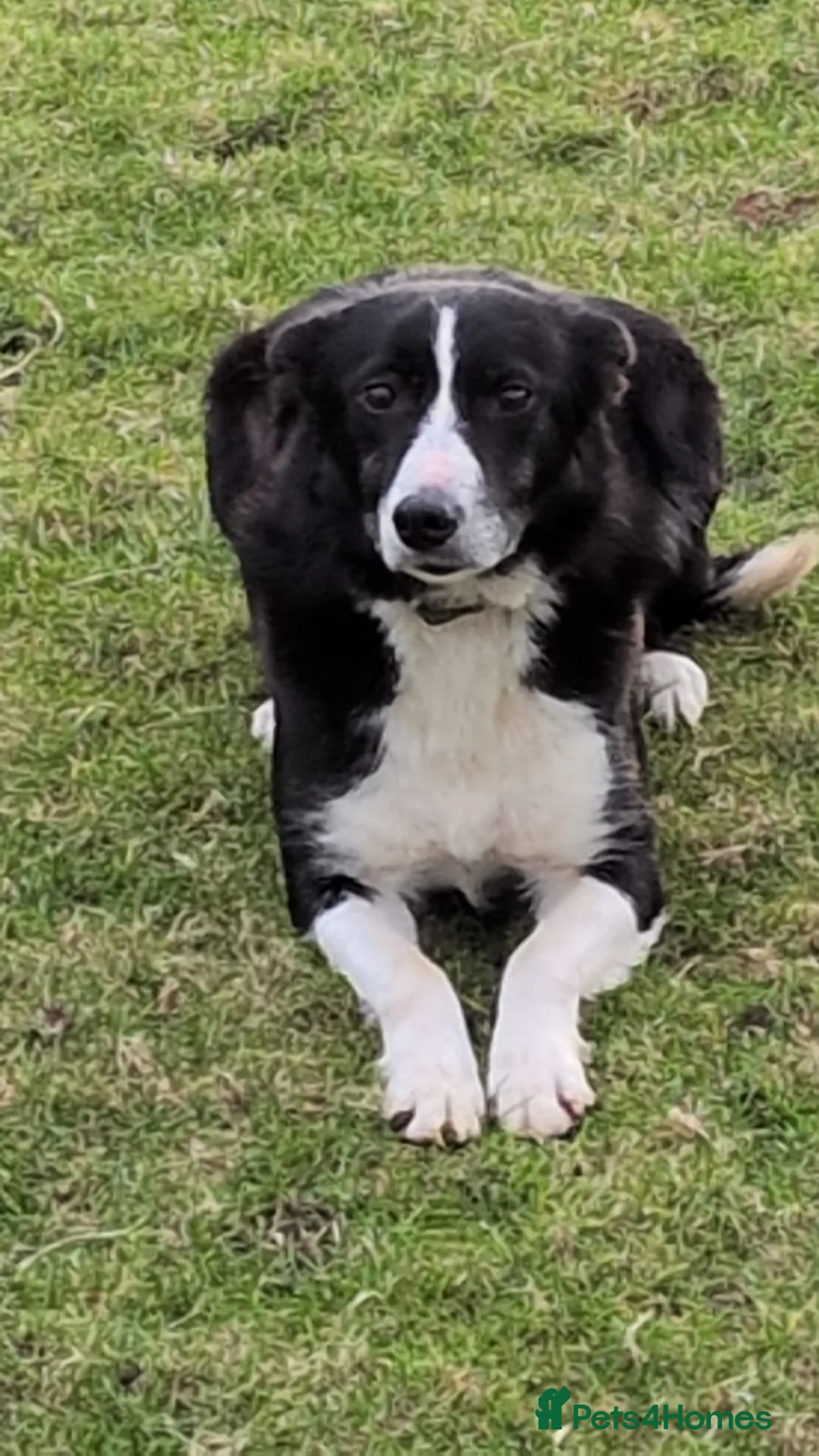 Border Collie dogs for sale: Male Border Collie Pup 10 weeks old - Advert 4