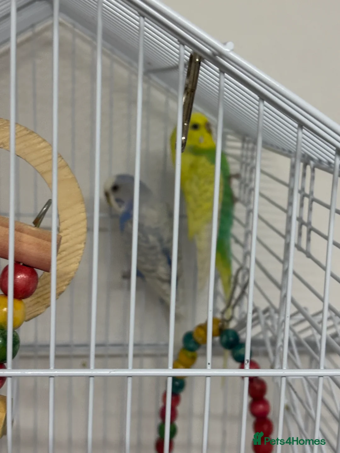 Budgerigars birds for sale: Lovely budgies - Advert 2