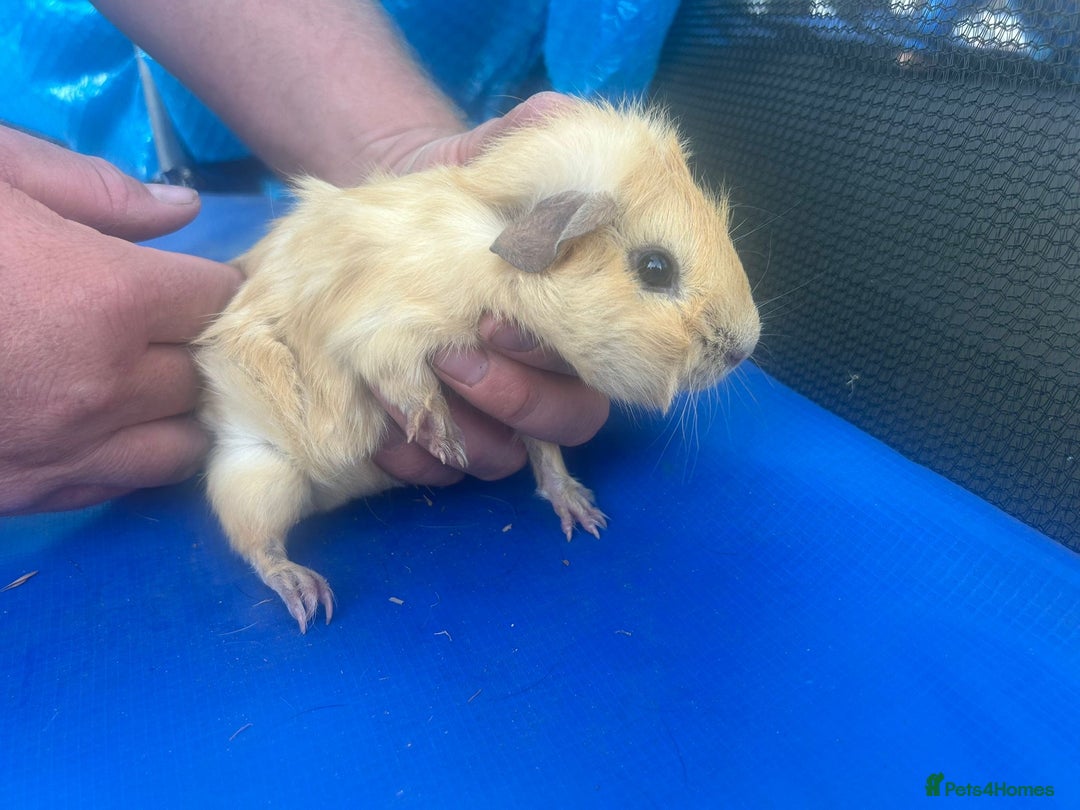 Guinea Pig rodents for sale: Guinea pigs  - Image 8